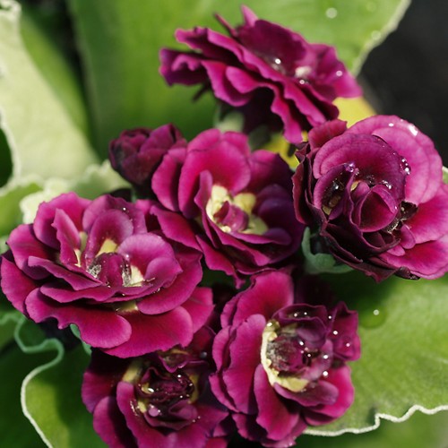 Primula auricula 'Walton Heath' - Kõrvikpriimula 'Walton Heath' P9/0,55L